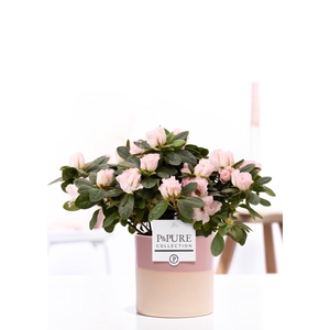 1st class Azalea pink in P&PURE Tess 2 ceramics pink