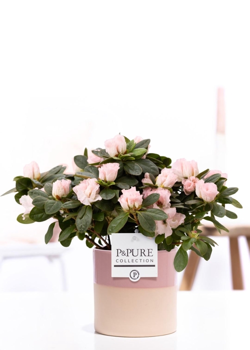 <h4>1st class Azalea pink in P&PURE Tess 2 ceramics pink</h4>