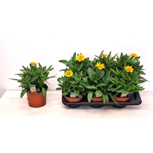 CORE GRANDIFLORA