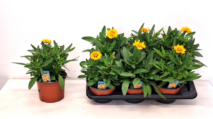 <h4>CORE GRANDIFLORA</h4>