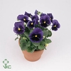 Viola grootbloemig blue met oog