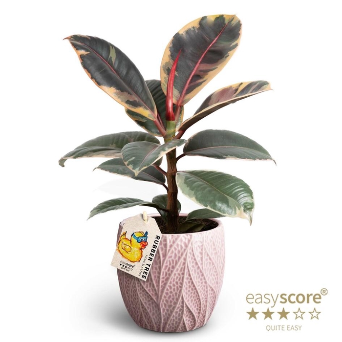 <h4>FICUS ELASTICA P12 BELIZE  LEAF ROSA</h4>