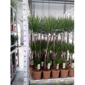 Dracaena marg.