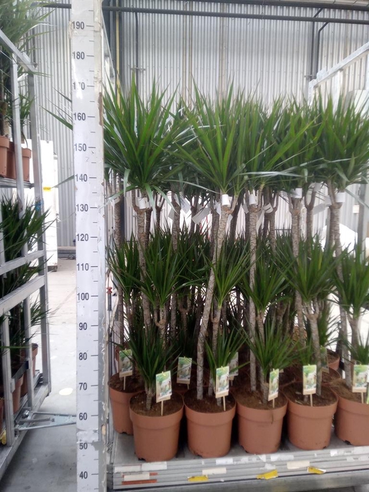 <h4>Dracaena marg.</h4>