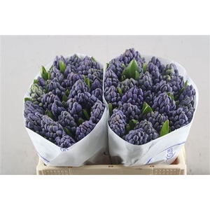 Hyac Delft Blue (de Wit)