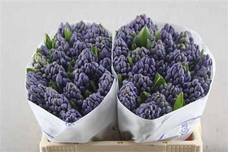 <h4>Hyac Delft Blue (de Wit)</h4>