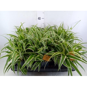 Chlorophytum com. 'Ocean'