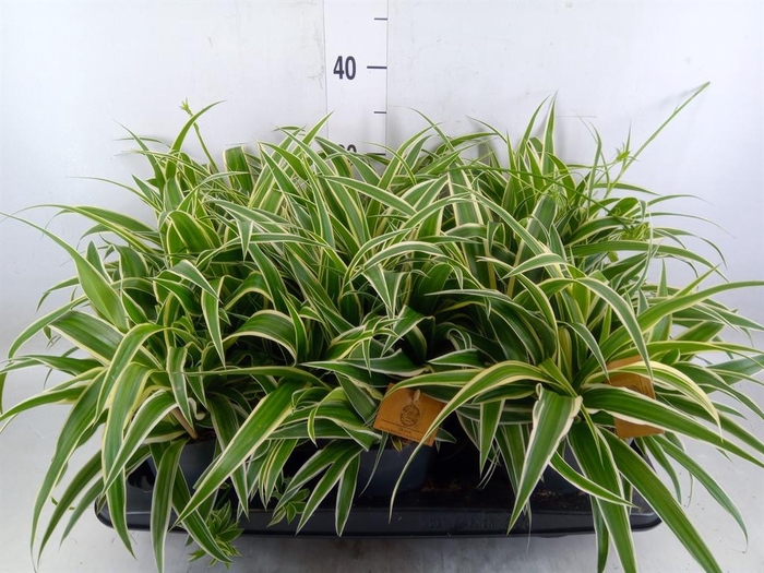 <h4>Chlorophytum com. 'Ocean'</h4>