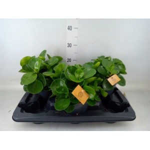 Peperomia obt. 'Green Gold'