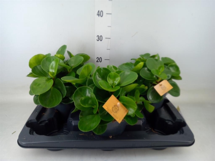 <h4>Peperomia obt. 'Green Gold'</h4>