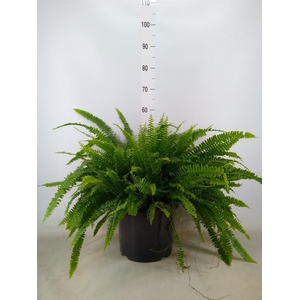 Nephrolepis exal. 'Green Lady'