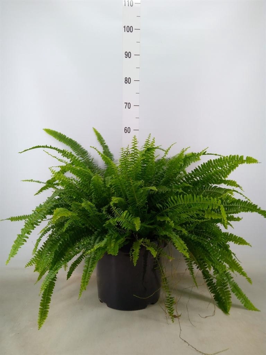 <h4>Nephrolepis exal. 'Green Lady'</h4>