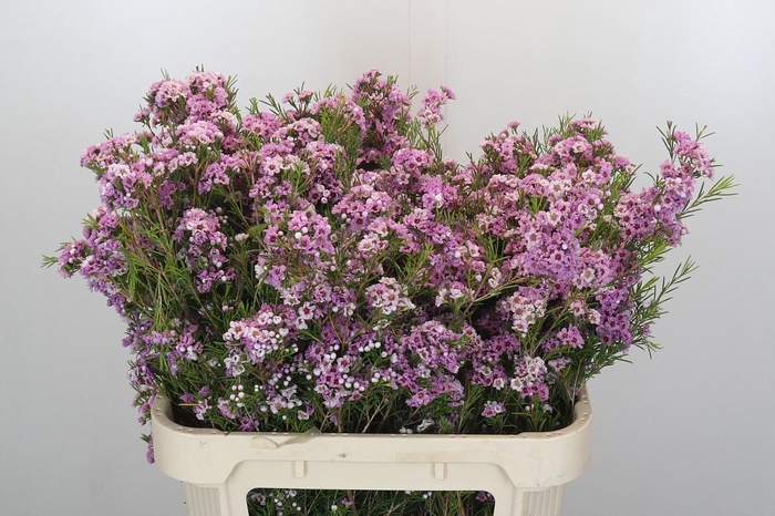 <h4>CHAME GISELLE</h4>