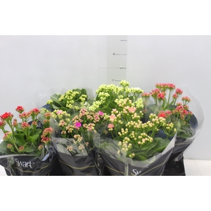 KALANCHOE DOBRADO P15