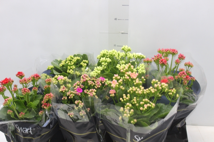 <h4>KALANCHOE DOBRADO P15</h4>