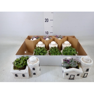 Arr.   Kamerplant Groen L%