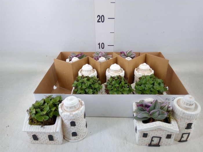 <h4>Arr.   Kamerplant Groen L%</h4>