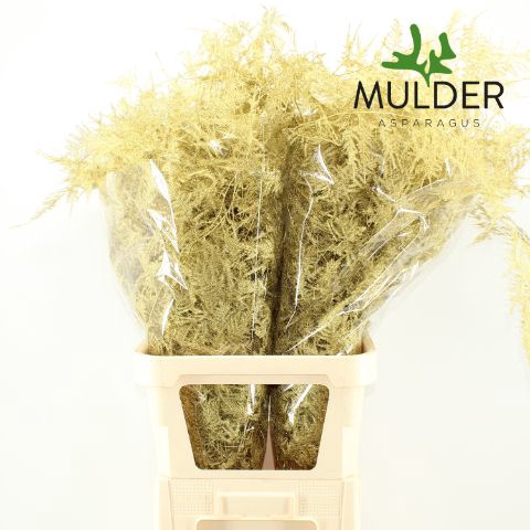 <h4>Snijgroen Goud Lang Get</h4>