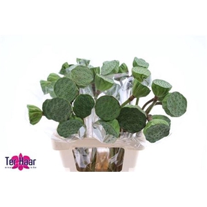 Nelumbo Nucifera