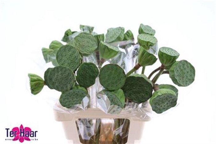 <h4>Nelumbo Nucifera</h4>