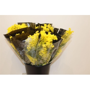 Mimosa Mirandole 150gr P Bunch