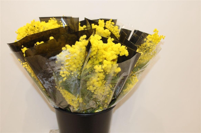 <h4>Mimosa Mirandole 150gr P Bunch</h4>