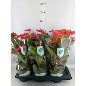 Anthurium andr. 'Arebo'