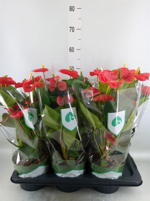 <h4>Anthurium andr. 'Arebo'</h4>