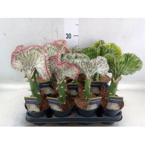 Euphorbia lactea 'Cristata'
