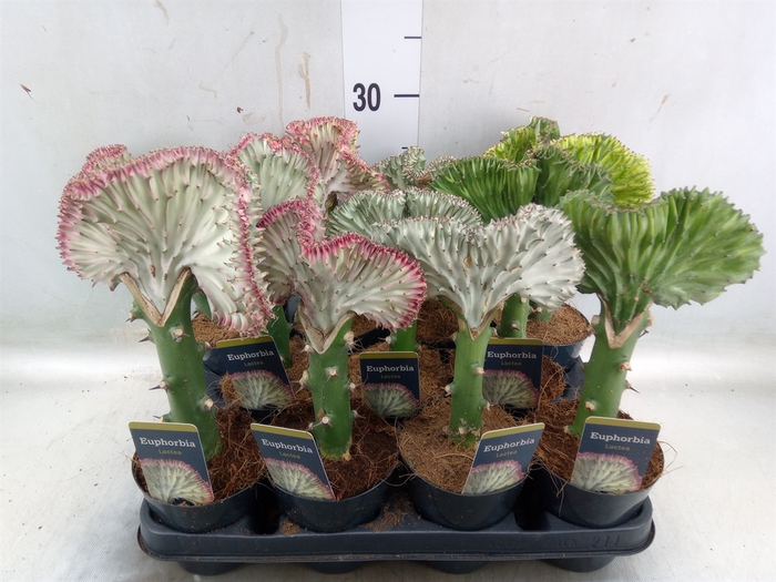 <h4>Euphorbia lactea 'Cristata'</h4>