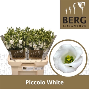 Eust Piccolo White