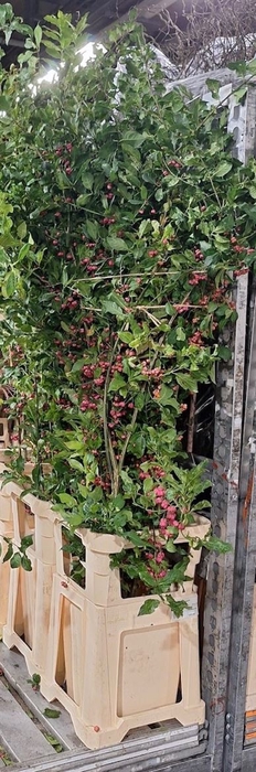 Euonymus Kardinaalsmuts Xxl