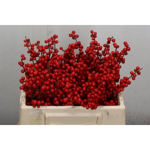 Ilex Ve Rode Bes 30cm