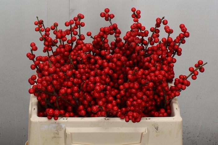 <h4>Ilex Ve Rode Bes 30cm</h4>