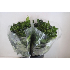 Hedera Berry 200gr P Bunch