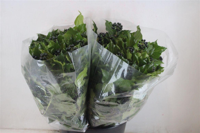 <h4>Hedera Berry 200gr P Bunch</h4>