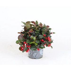GAULTHERIA 13 CM
