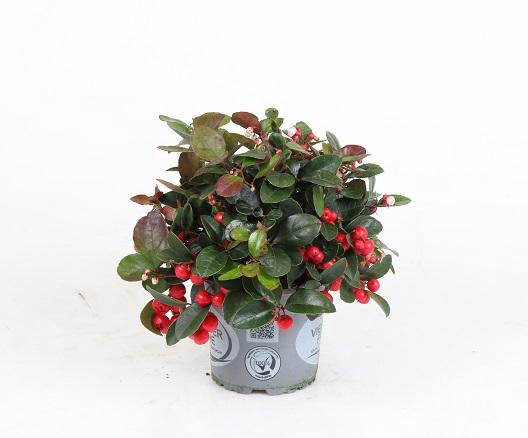 <h4>GAULTHERIA 13 CM</h4>