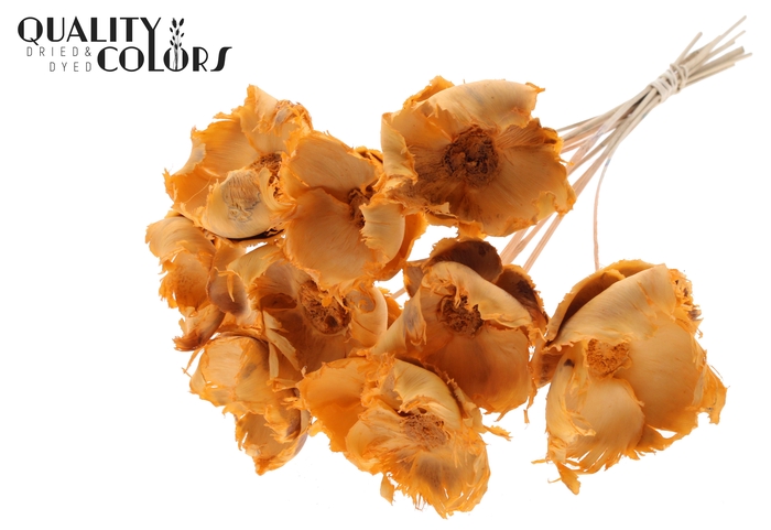 Palm cup on stem Bleached  Frosted Salmon