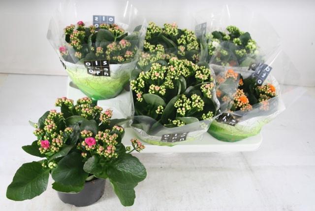 <h4>KAL GE GEM 4 KL</h4>