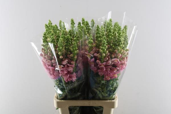 <h4>Antir Poto Cerise</h4>