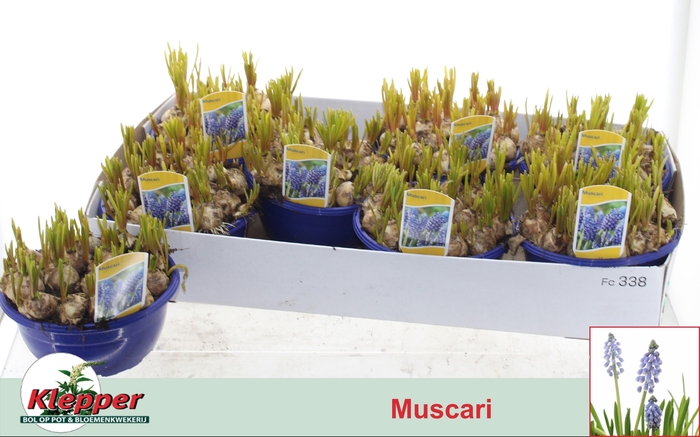 <h4>MUSCAR EARLY BIRD</h4>