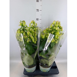 Kalanchoe  'Magic Bell'