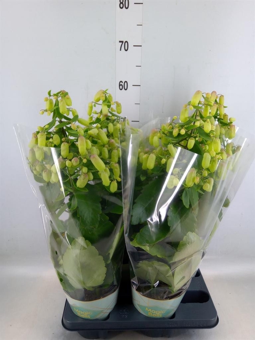<h4>Kalanchoe  'Magic Bell'</h4>