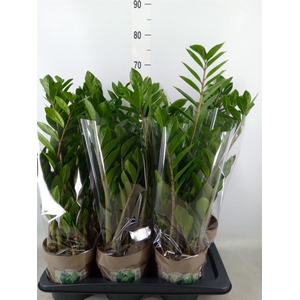 Zamioculcas zamiifolia