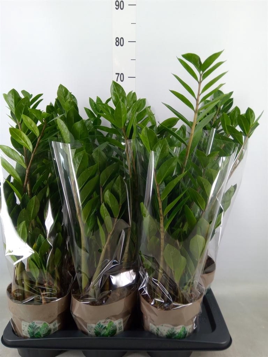 <h4>Zamioculcas zamiifolia</h4>