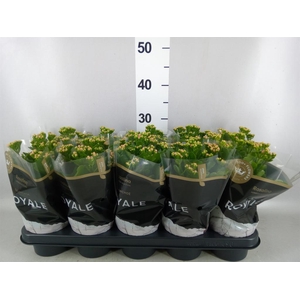 Kalanchoe blos. 'RosDon Nando'