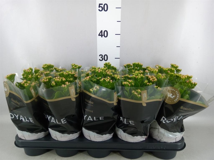 <h4>Kalanchoe blos. 'RosDon Nando'</h4>
