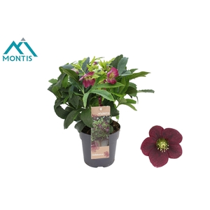 Helleborus