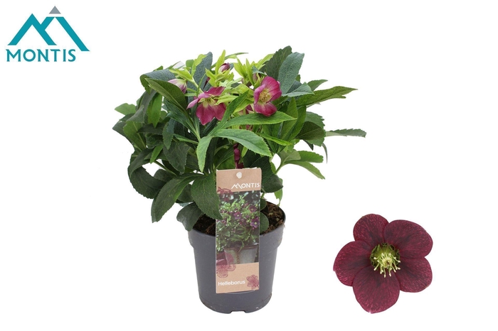 <h4>Helleborus</h4>